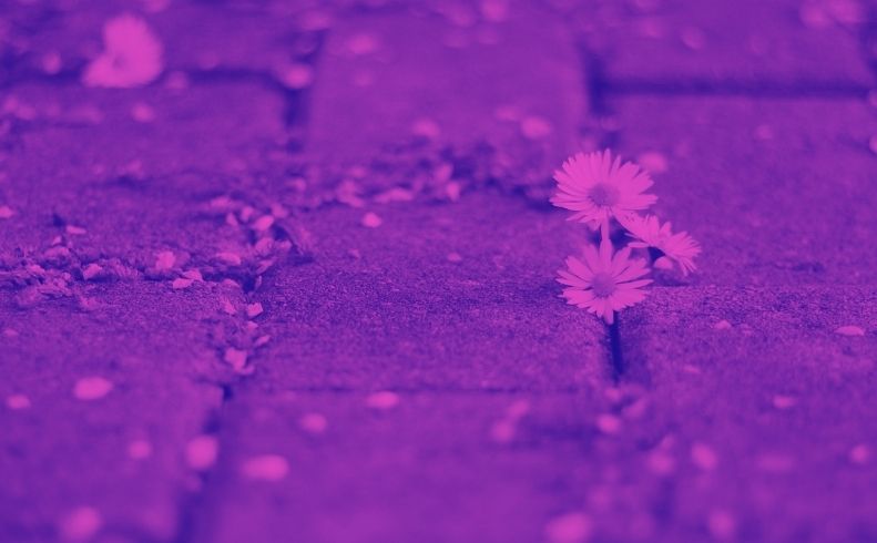 floweronpath Post Title here for best SEO results